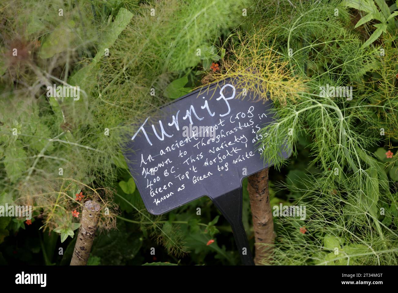 Una selezione di etichette di piante raffigurate accanto alle piante in crescita al Weald & Downland Museum di Chichester, West Sussex, Regno Unito. Foto Stock
