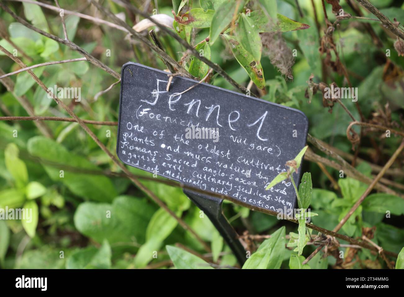 Una selezione di etichette di piante raffigurate accanto alle piante in crescita al Weald & Downland Museum di Chichester, West Sussex, Regno Unito. Foto Stock