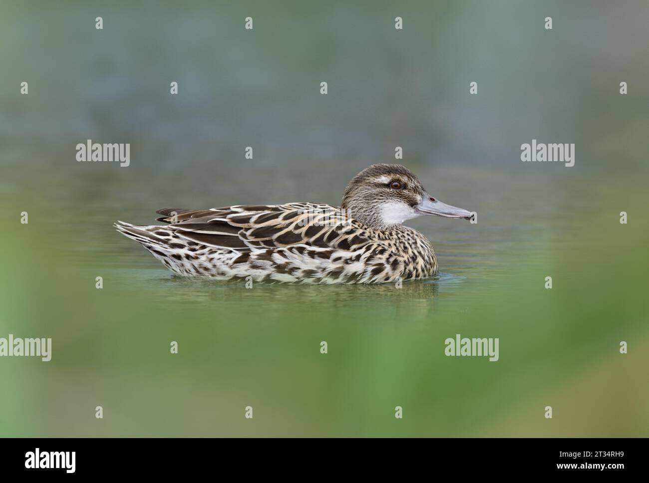 Garganey - Spatula querquedula Foto Stock