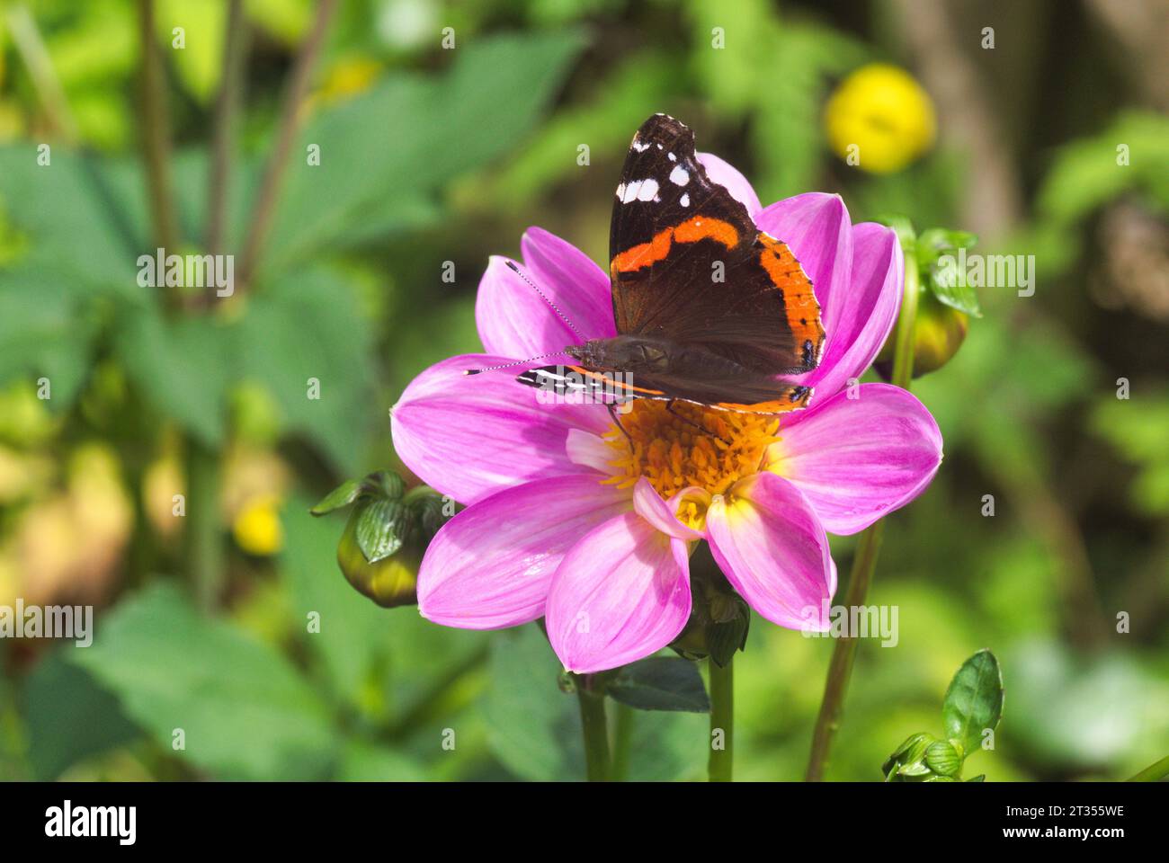 Red Admiral Butterfly che si nutre di polline dalla testa di fiore Dahlia viola e giallo brillante. Scozia centrale, Regno Unito Foto Stock