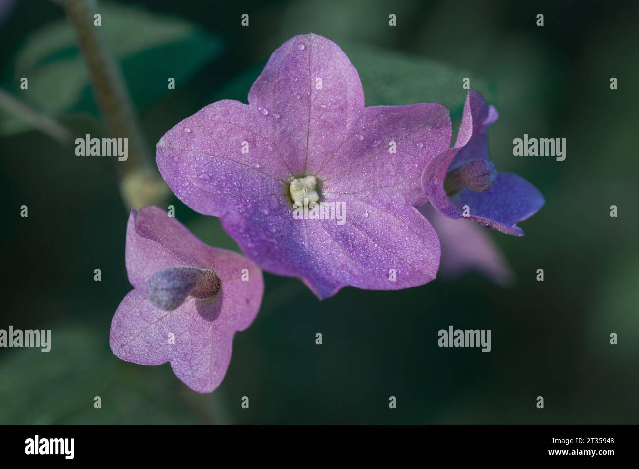 Bellissimi bratti rosa di Karomia tettensis, cappelli cinesi, che crescono in un giardino estivo. Foto Stock