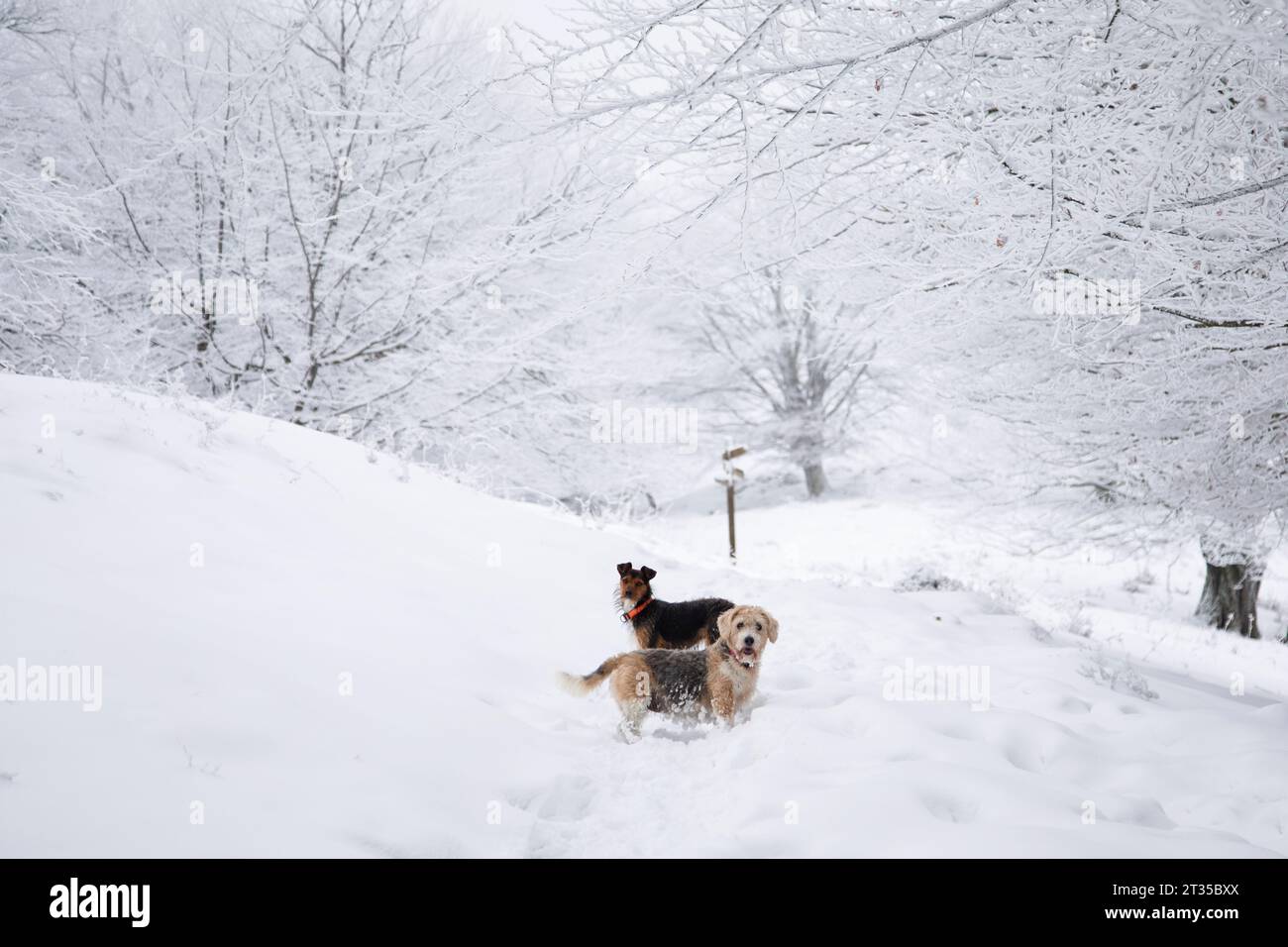 due cani, beagle senior e bodeguero junior, che si mettono insieme nella foresta innevata con alberi bianchi ricoperti di neve sullo sfondo in un idilliaco paesaggio Foto Stock