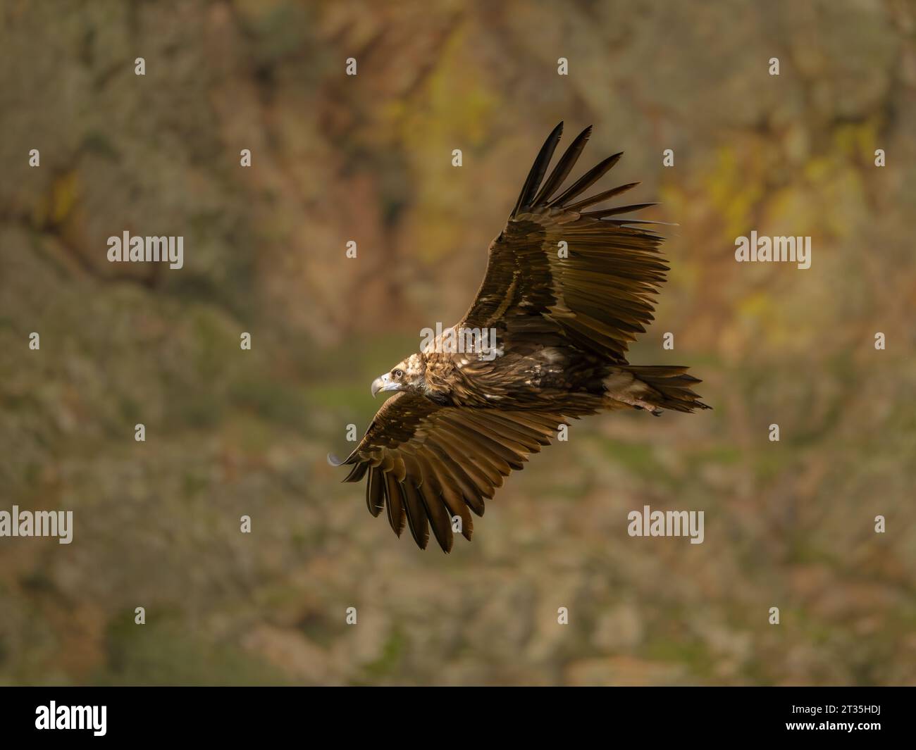 Black Vulture Aegypius monachus in volo, sorvolando sullo sfondo roccioso Foto Stock