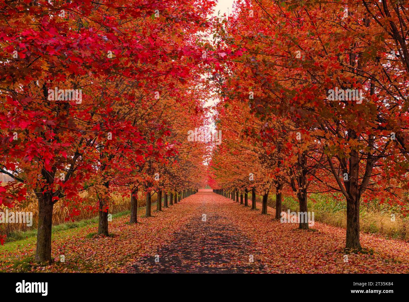 Gli aceri rossi costeggiano il vialetto in autunno vicino a St Andrews West, Ontario, Canada Foto Stock