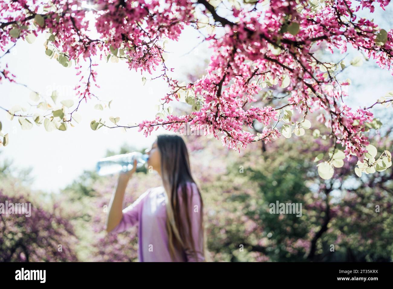 Ramo di albero rosa fiorito con acqua potabile da ragazza adolescente sullo sfondo Foto Stock