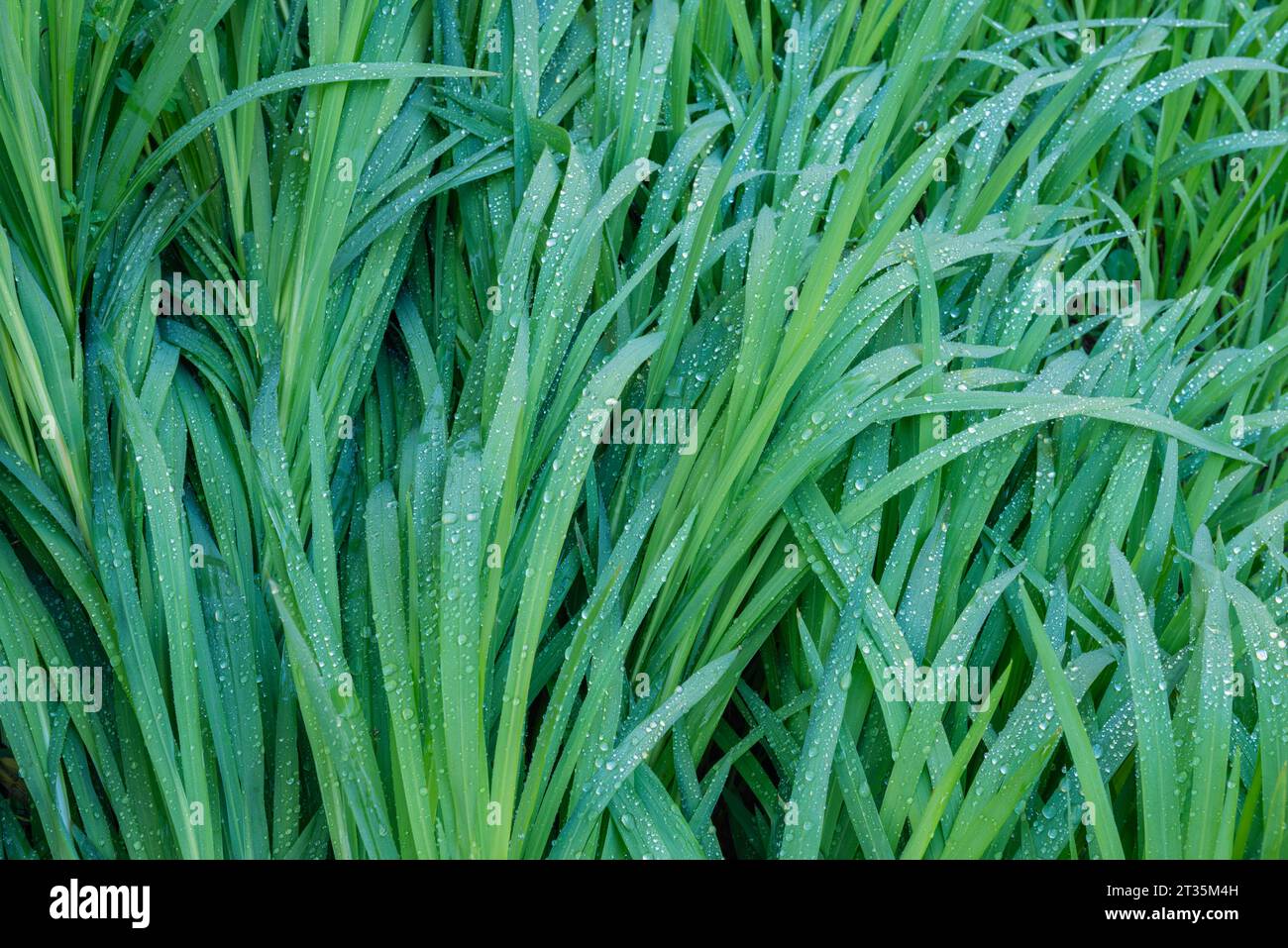 Erba verde coperta di rugiada mattina Foto Stock