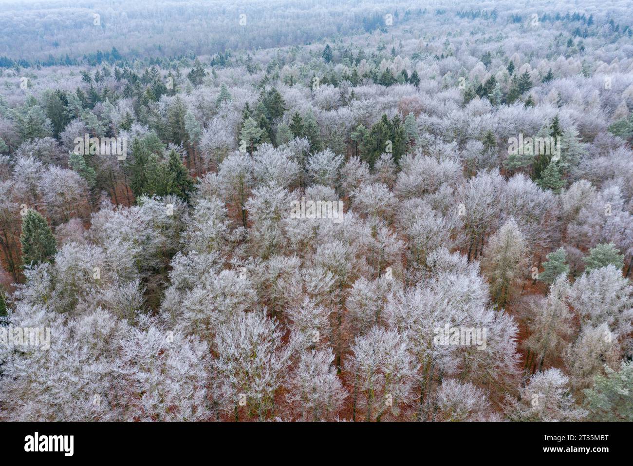 Germania, Baviera, vista aerea della foresta ghiacciata di Steigerwald Foto Stock
