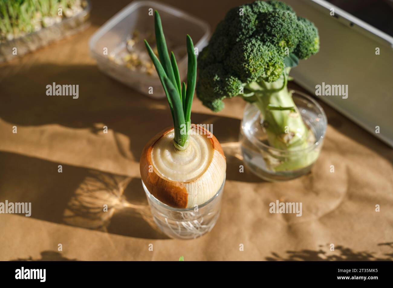 Broccoli e cipolle da ricrescere in acqua Foto Stock