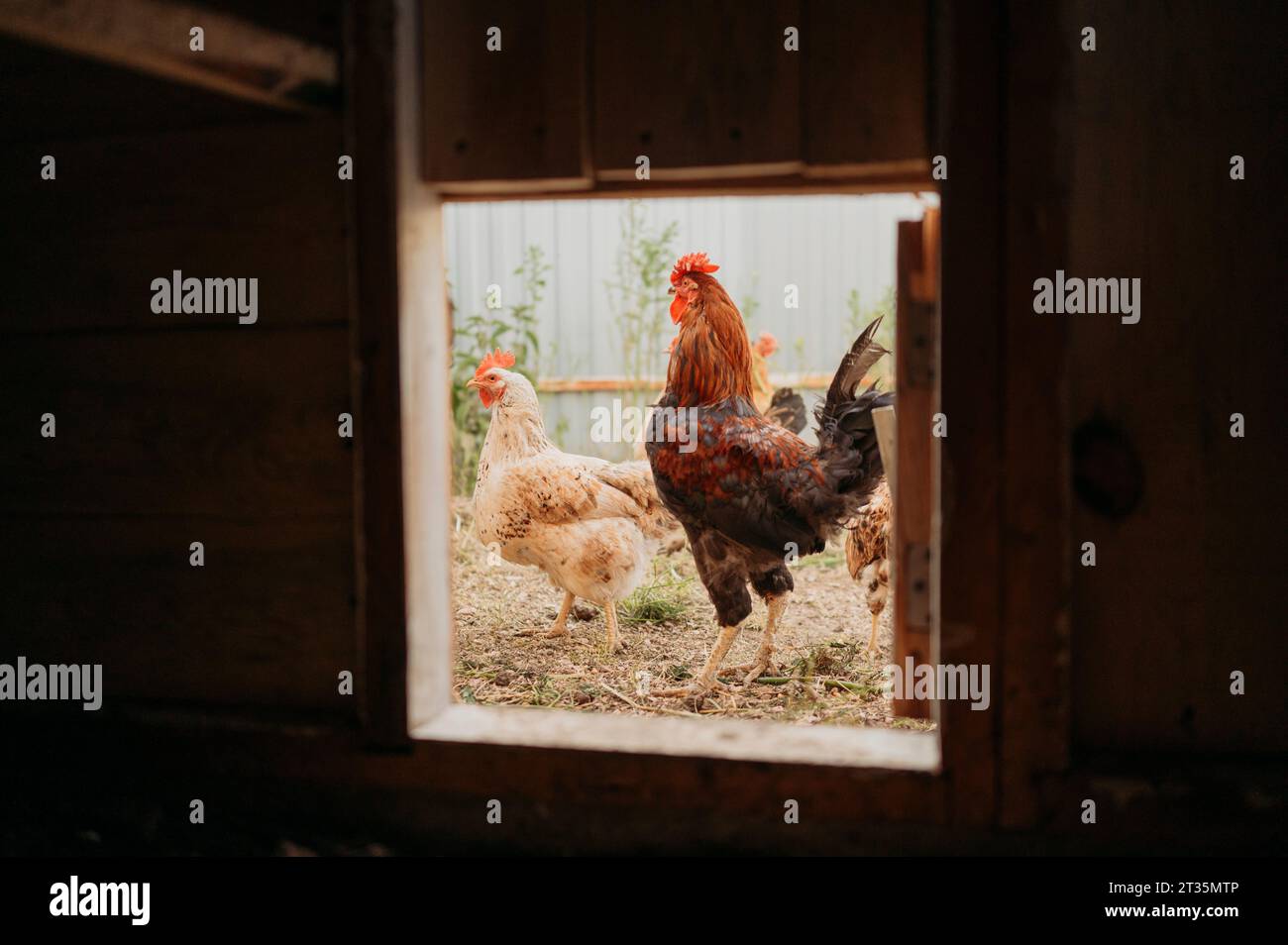 Polli nell'allevamento di bestiame visti dalla finestra Foto Stock