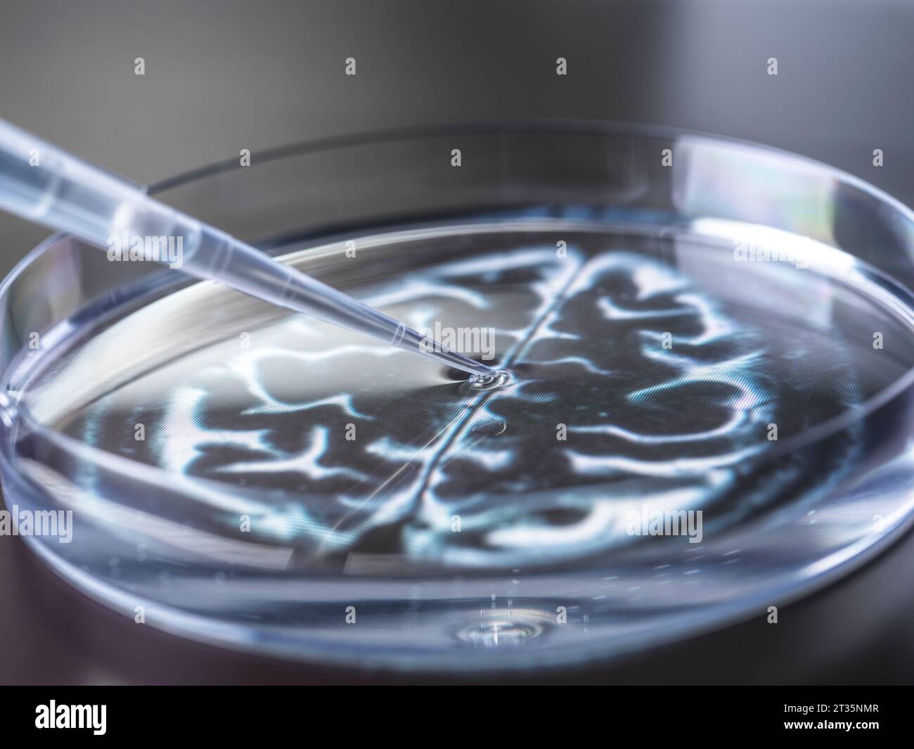Pipettaggio del campione nel piatto per DNA Foto Stock
