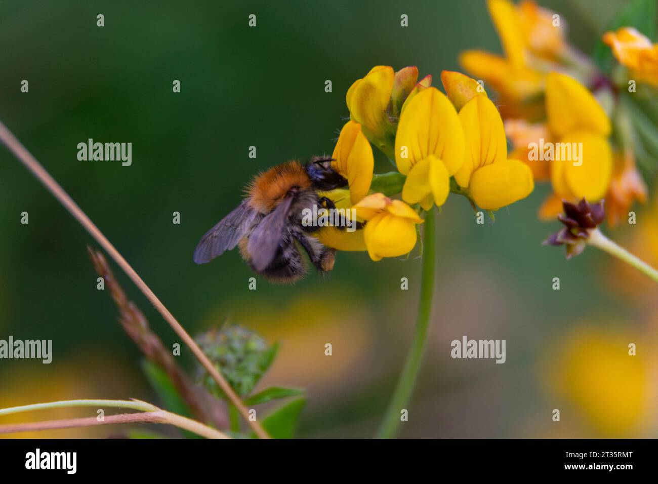 primo piano di un'ape su un loto Foto Stock