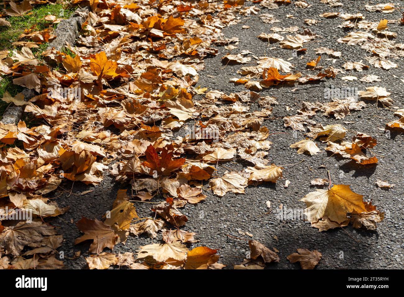 autunno caduto lascia su un marciapiede Foto Stock