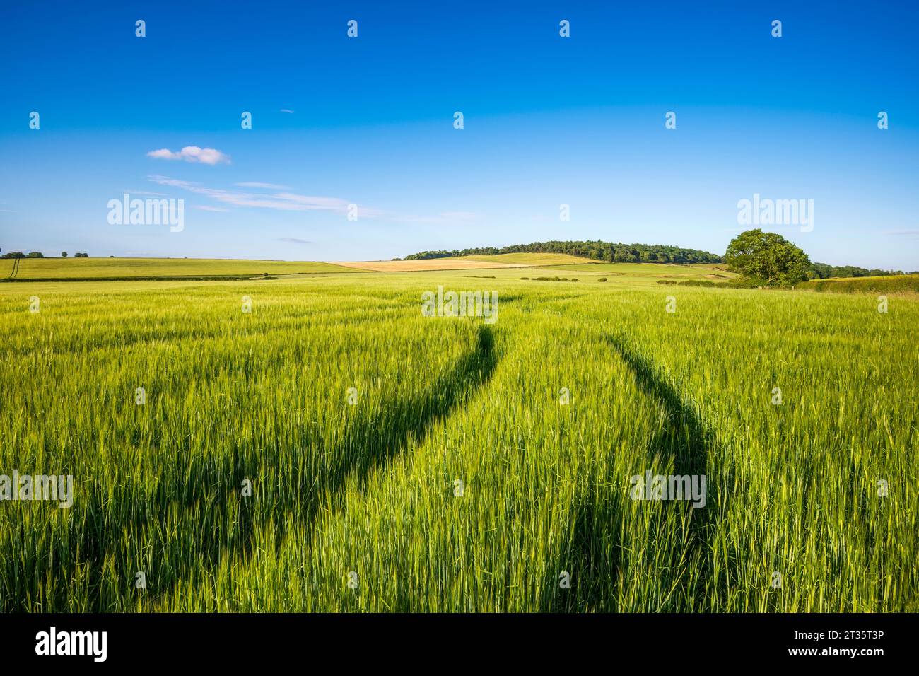 Regno Unito, Scozia, i pneumatici attraversano il verde campo d'orzo in estate Foto Stock