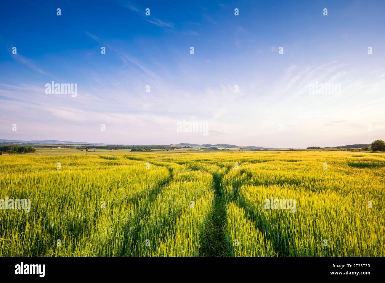 Regno Unito, Scozia, i pneumatici attraversano il verde campo d'orzo in estate Foto Stock