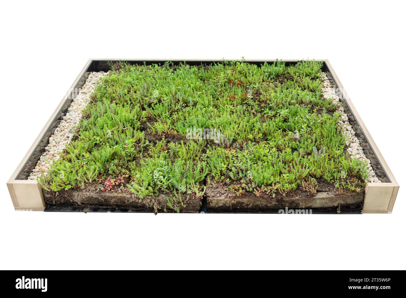 Esposizione in legno di costruzione di un tetto in sedum isolato su sfondo bianco Foto Stock