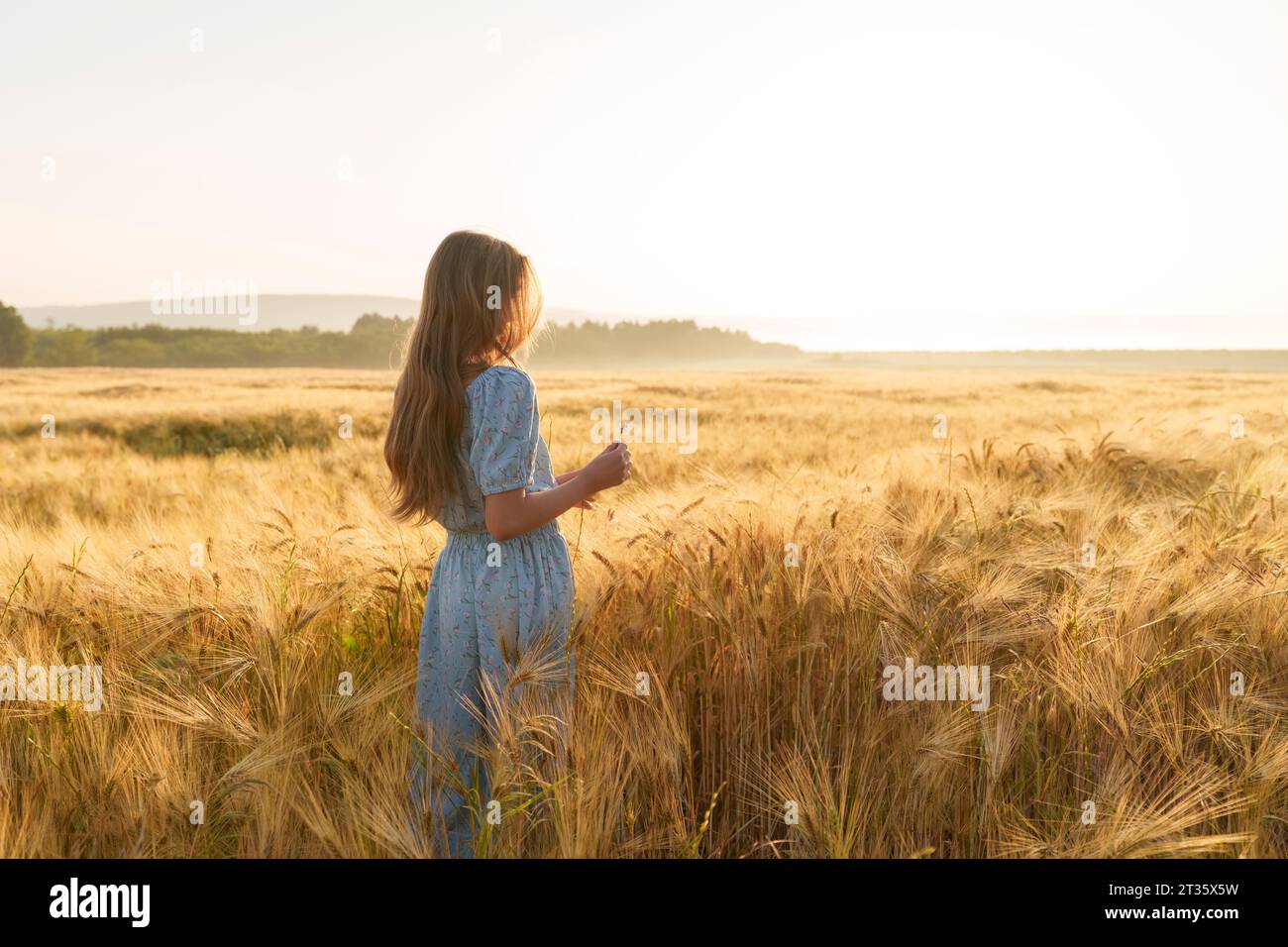 Ragazza con capelli lunghi in piedi nel campo di grano all'alba Foto Stock