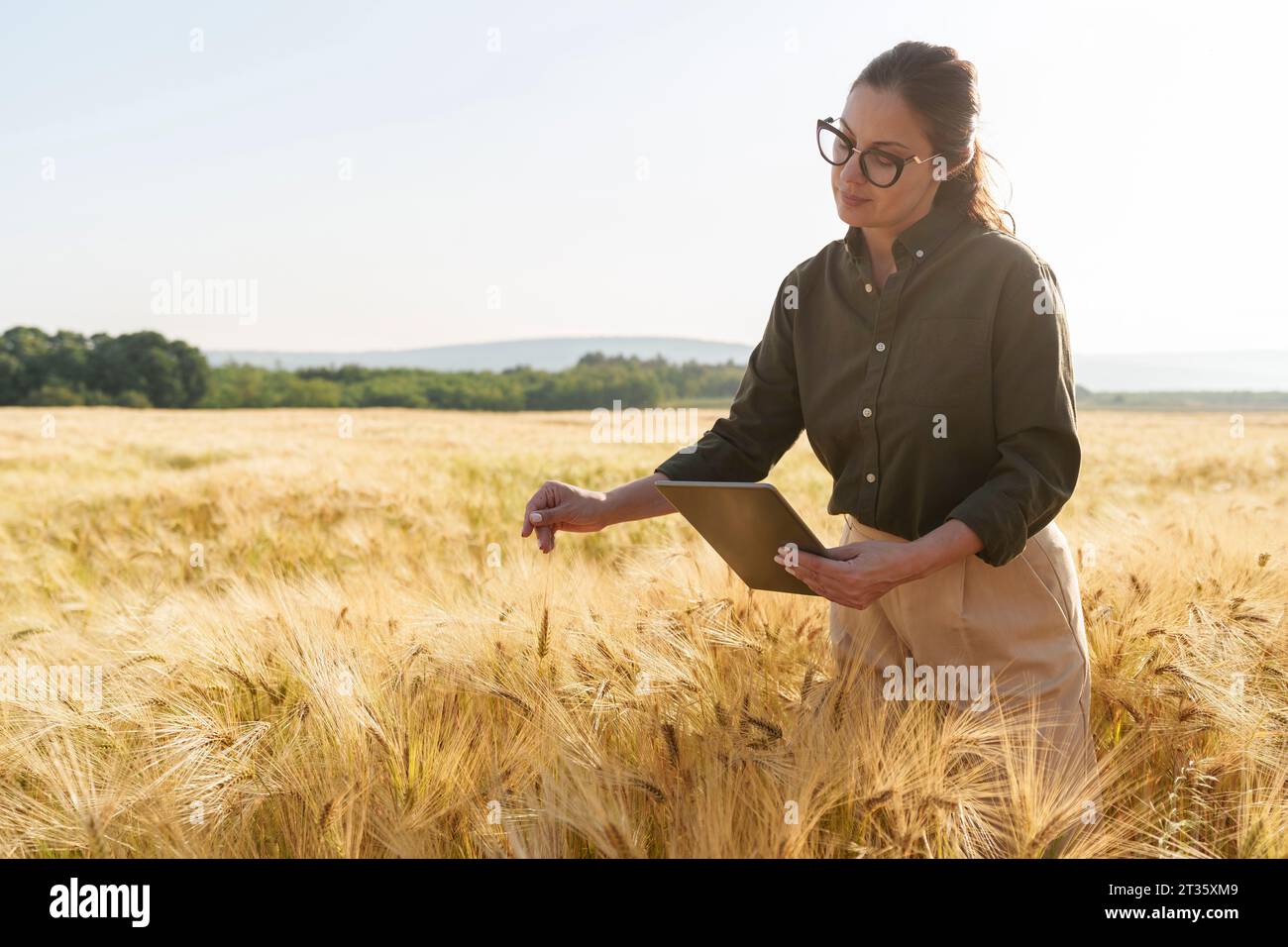 Agronomo con tablet PC che esamina le colture di orzo sul campo Foto Stock