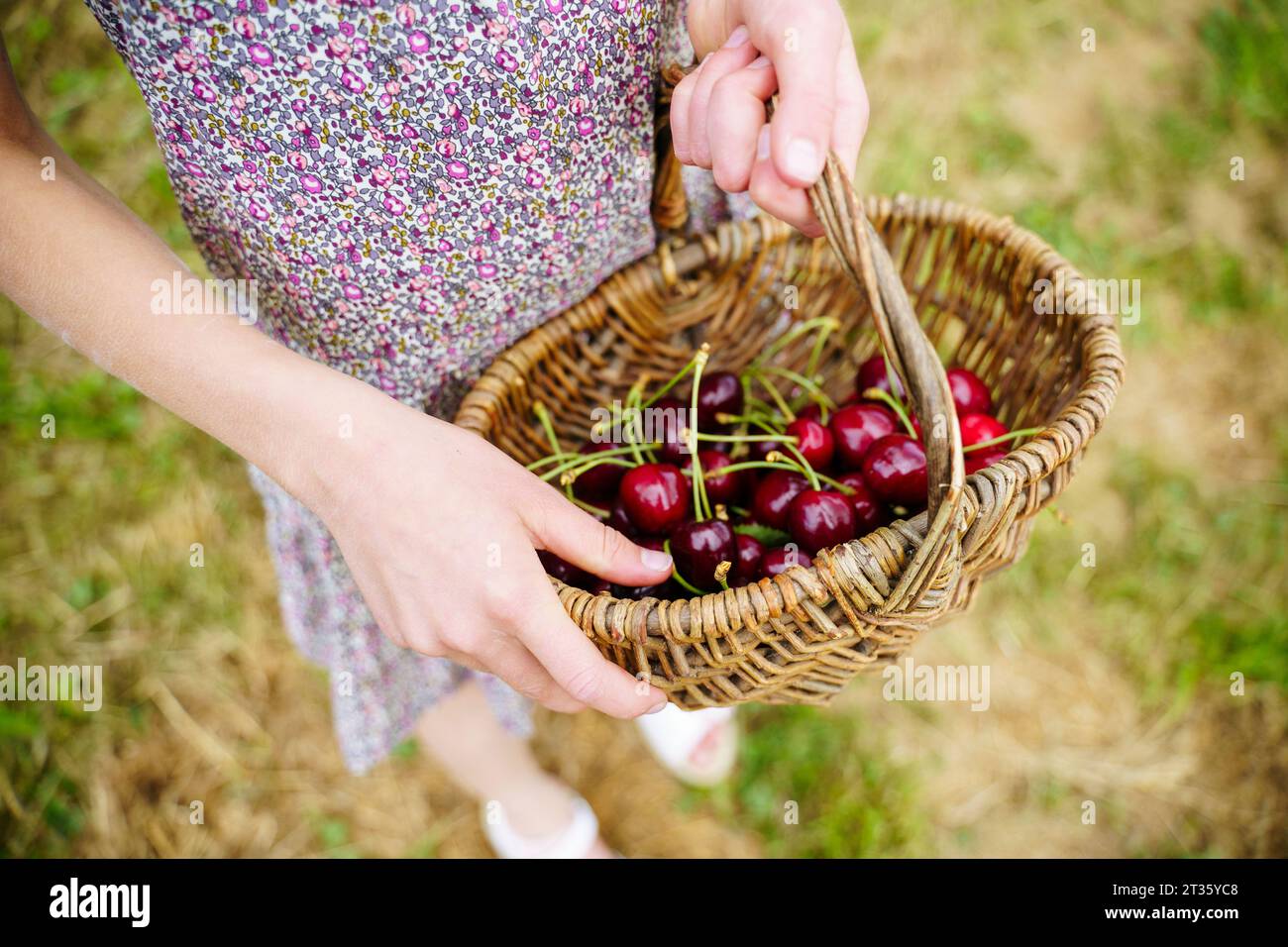 Ragazza che tiene il cestino di vimini con ciliegie in giardino Foto Stock