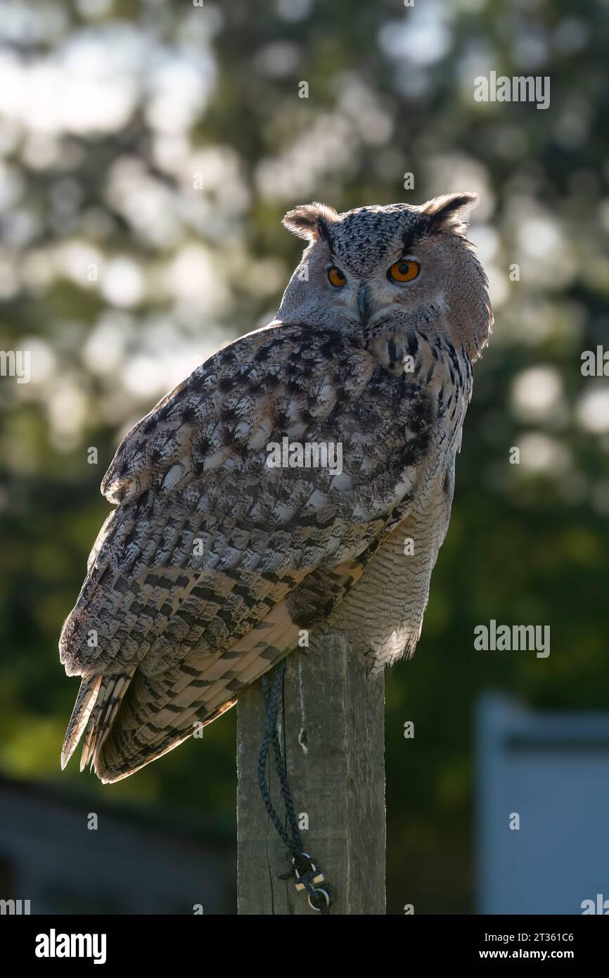 Aquila-gufo eurasiatico arroccato su sfondo naturale Foto Stock
