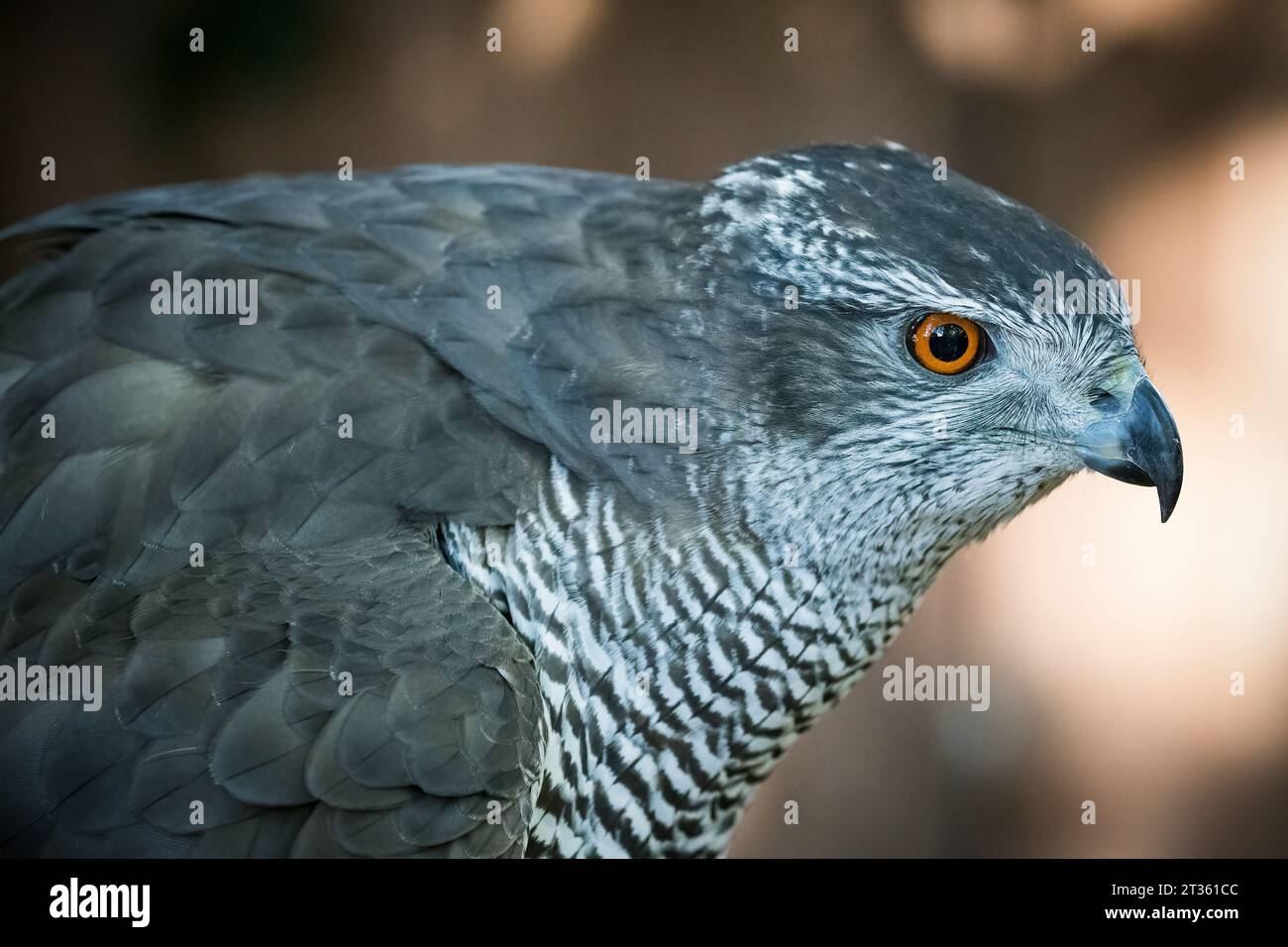 Uccello rapace di Goshawk che si piega in avanti in primo piano Foto Stock