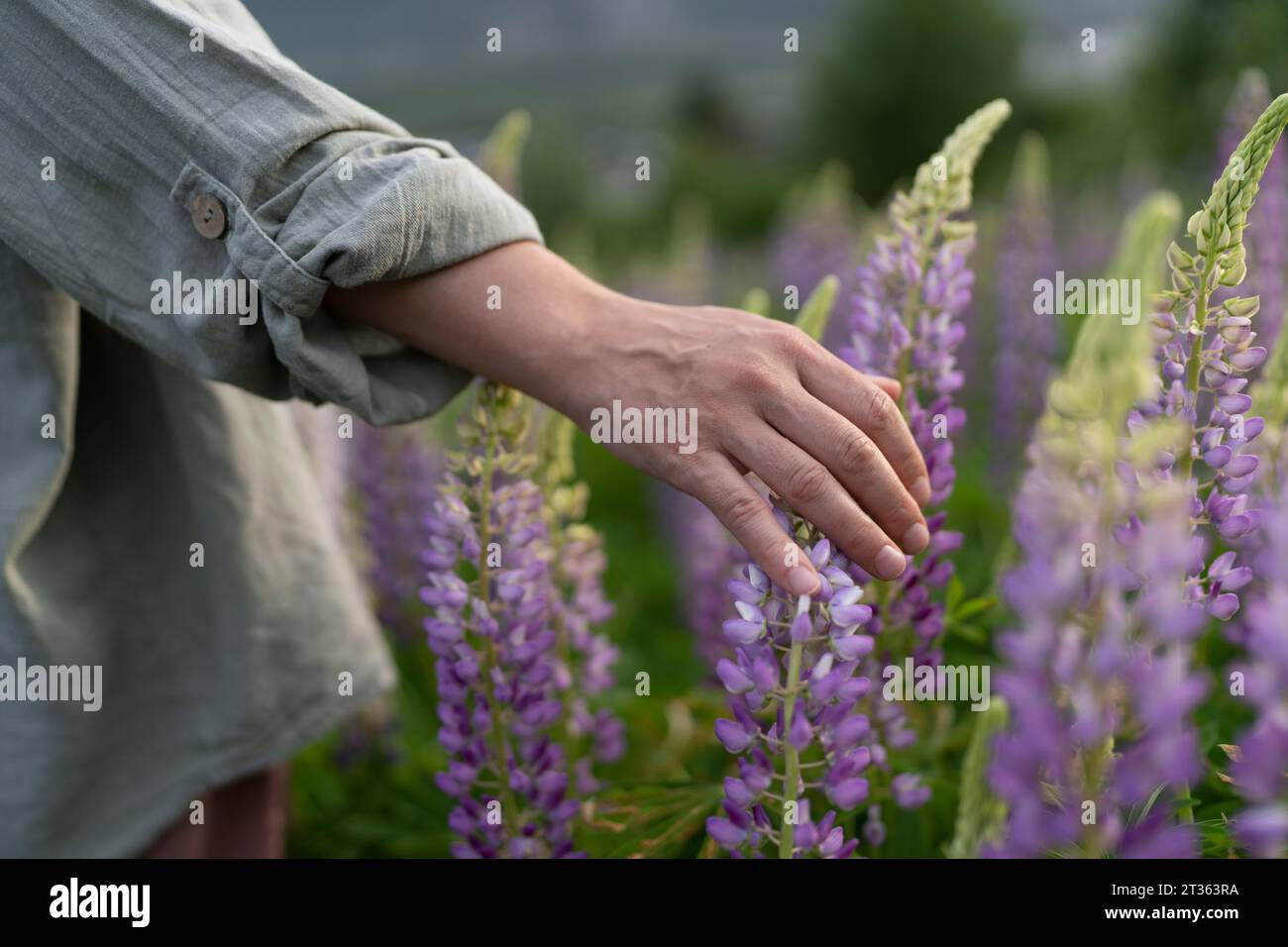 Mano di donna che tocca il fiore di lupino nel campo Foto Stock