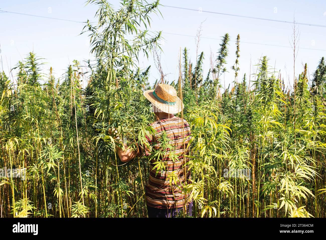 Coltivatore che vende canapa in campo Foto Stock