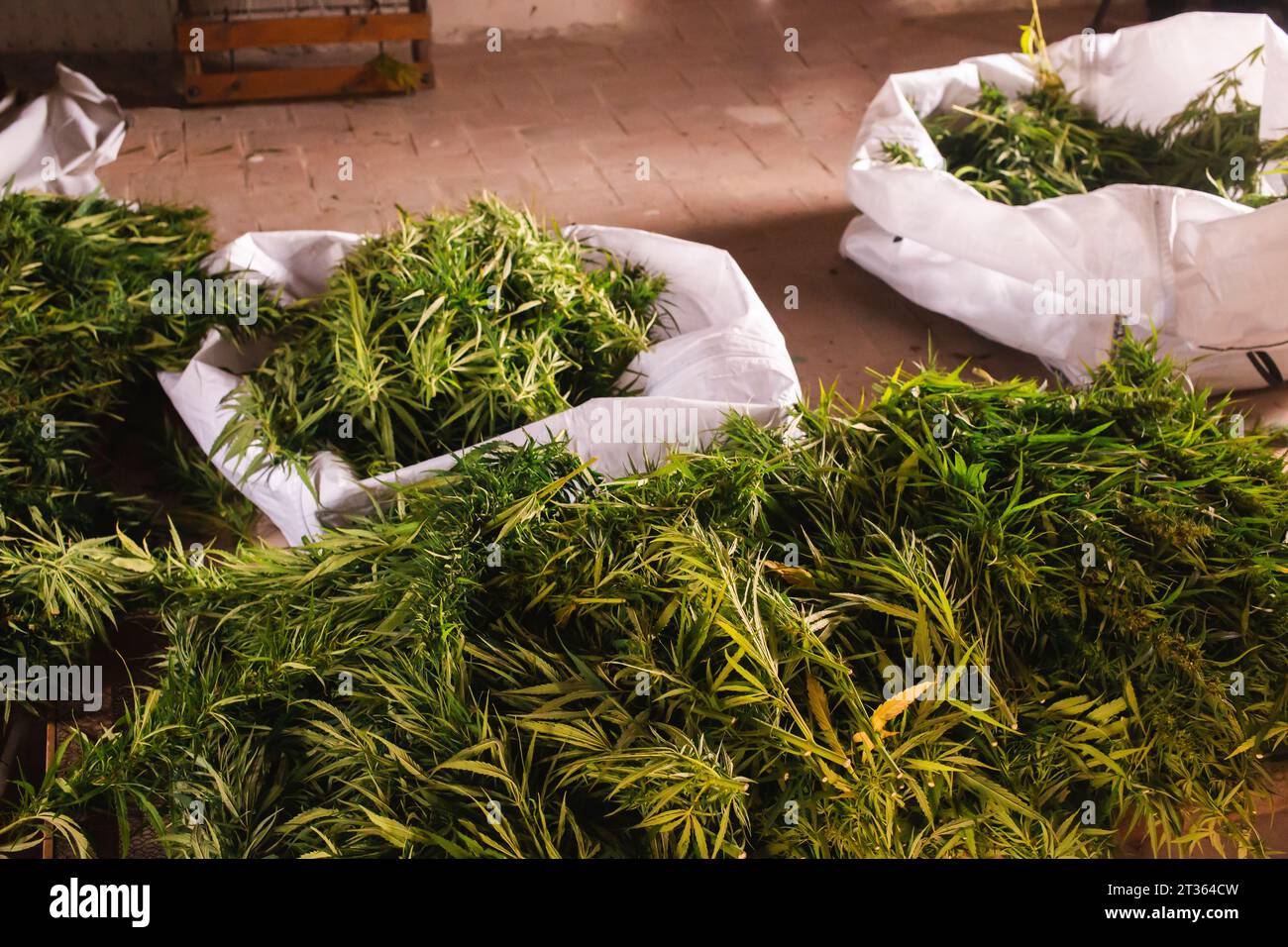 Fiori di cannabis asciugati in camera Foto Stock