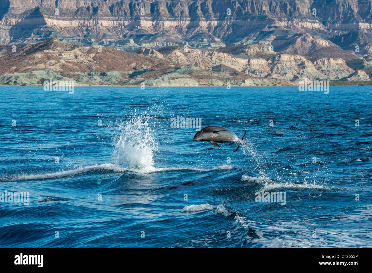 Messico, Baja California, delfini dal naso a bottiglia che spuntano nel Mare di Cortes Foto Stock