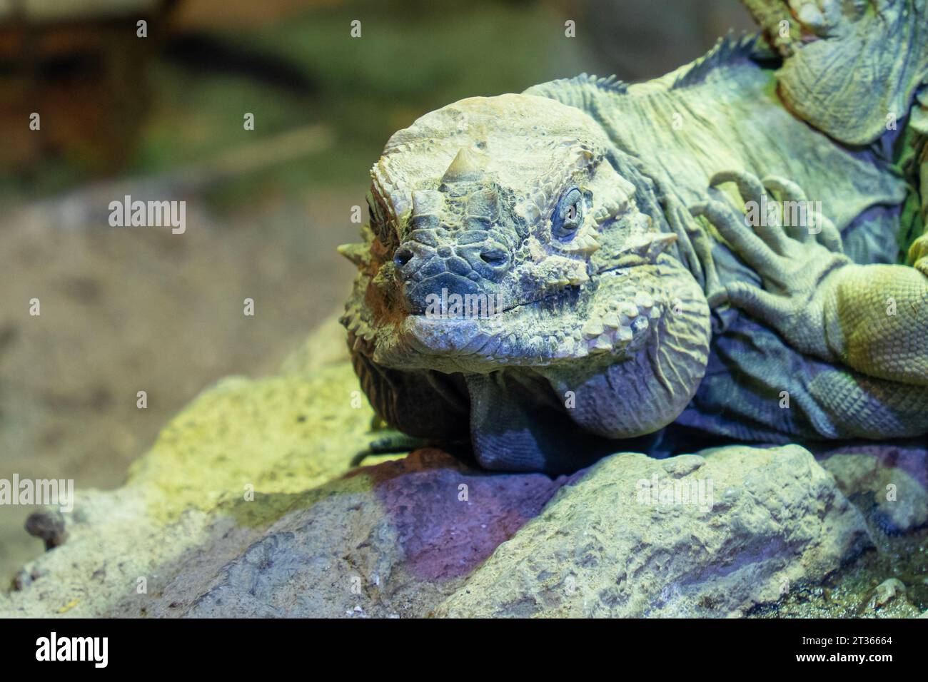 Un'iguana verde (iguana iguana) adagiata su una pietra sta guardando Foto Stock