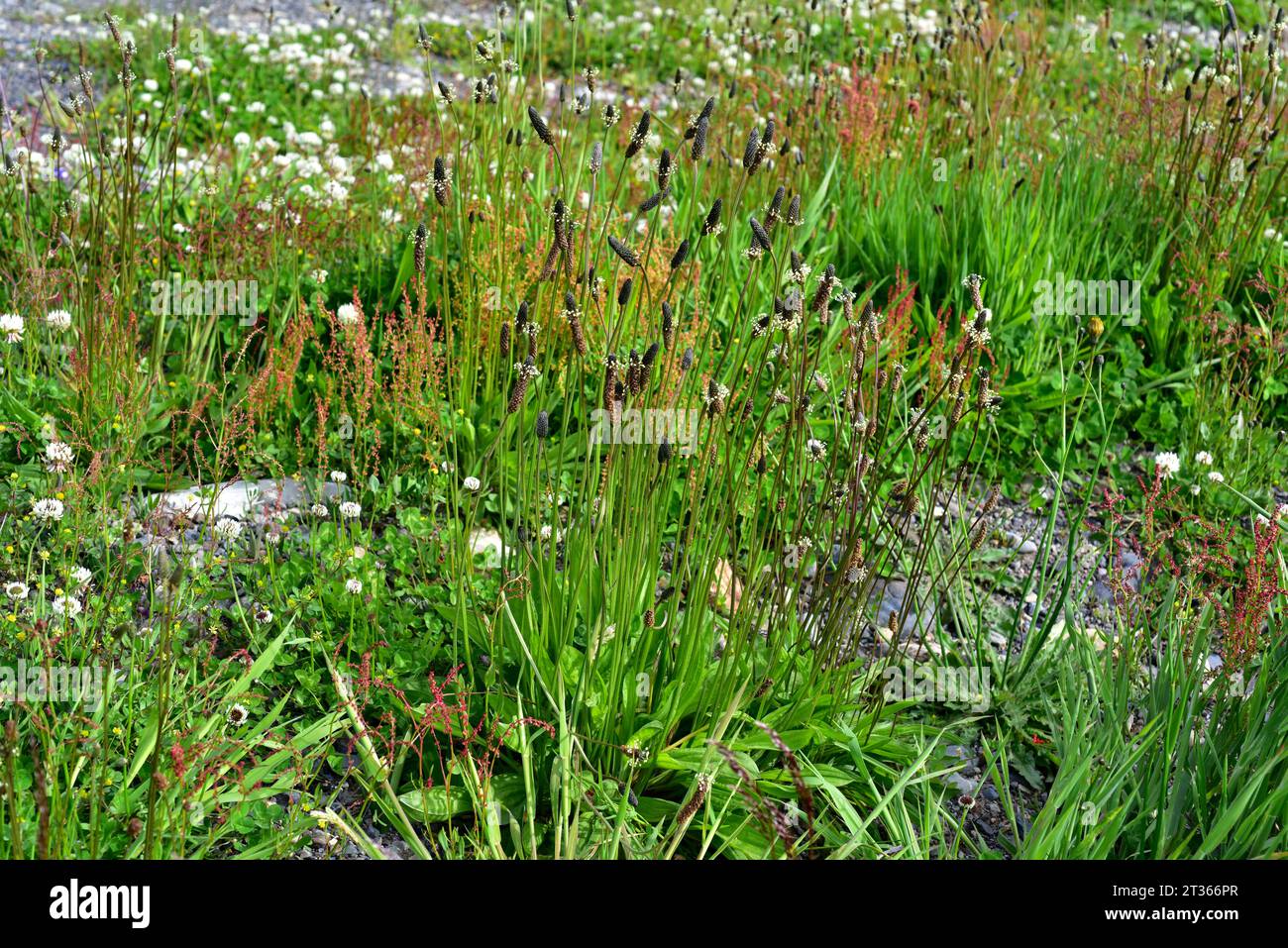 La piantaggine di Ribwort (Plantago lanceolata) è un'erba medicinale perenne originaria dell'Eurasia e delle Americhe. Questa foto è stata scattata a Torres del Paine National Foto Stock