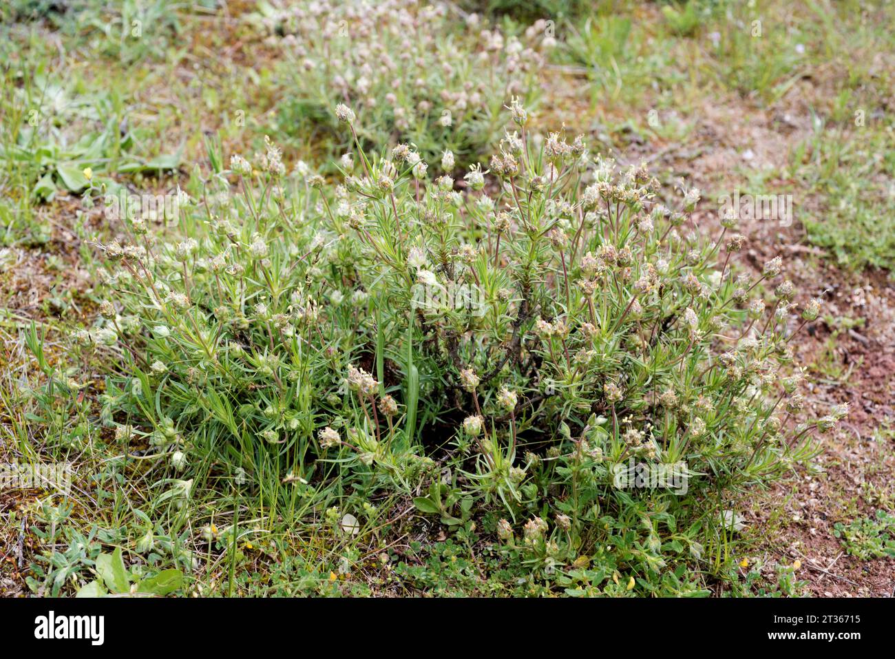 La Zaragatona (Plantago psyllium o Plantago afra) è un'erba medicinale perenne originaria del bacino del Mediterraneo. Questa foto è stata scattata a Guadalajara Provi Foto Stock