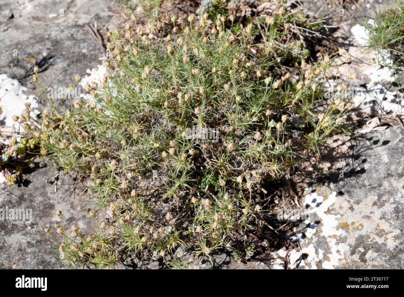 La Zaragatona (Plantago psyllium o Plantago afra) è un'erba medicinale perenne originaria del bacino del Mediterraneo. Questa foto è stata scattata a Santamera, Guadal Foto Stock