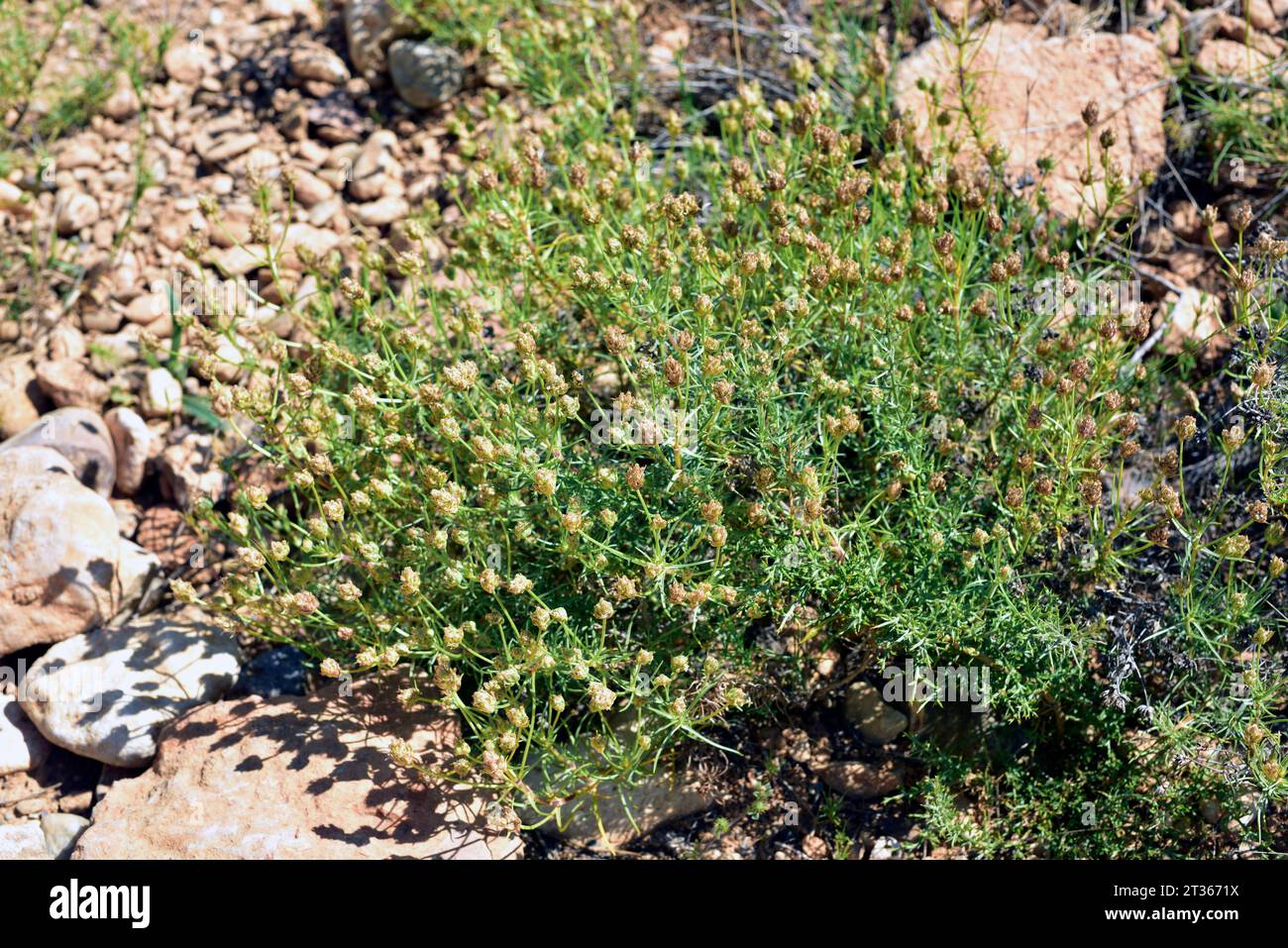 La Zaragatona (Plantago psyllium o Plantago afra) è un'erba medicinale perenne originaria del bacino del Mediterraneo. Questa foto è stata scattata ad Alquezar, Huesca, Foto Stock