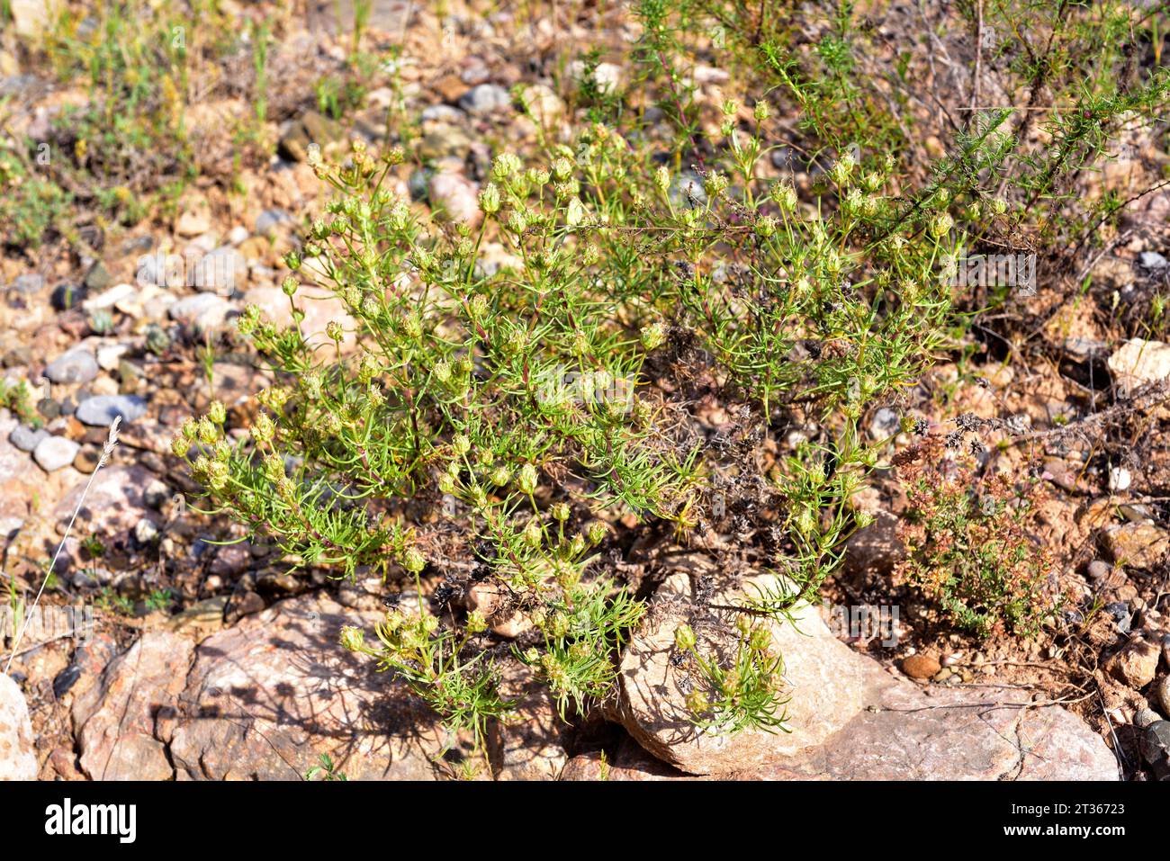 La Zaragatona (Plantago psyllium o Plantago afra) è un'erba medicinale perenne originaria del bacino del Mediterraneo. Questa foto è stata scattata ad Alquezar, Huesca, Foto Stock