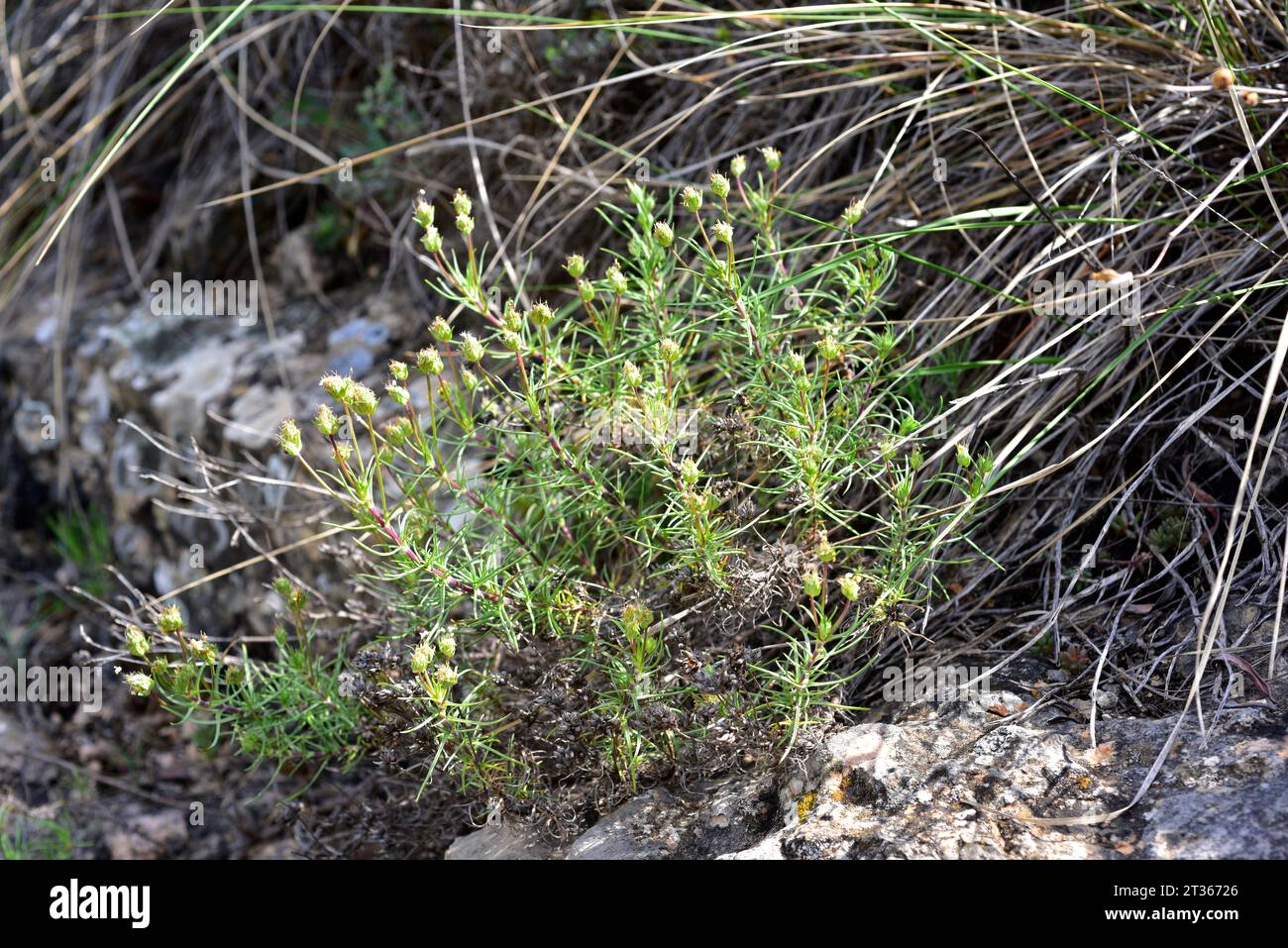 La Zaragatona (Plantago psyllium o Plantago afra) è un'erba medicinale perenne originaria del bacino del Mediterraneo. Questa foto è stata scattata ad Alquezar, Huesca, Foto Stock