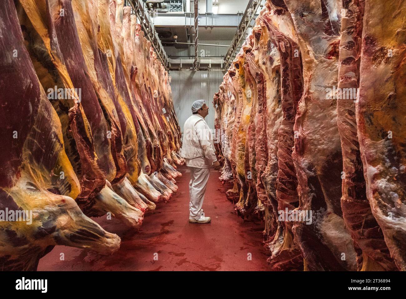 Macellaio che guarda le carcasse di carne nel macello Foto Stock