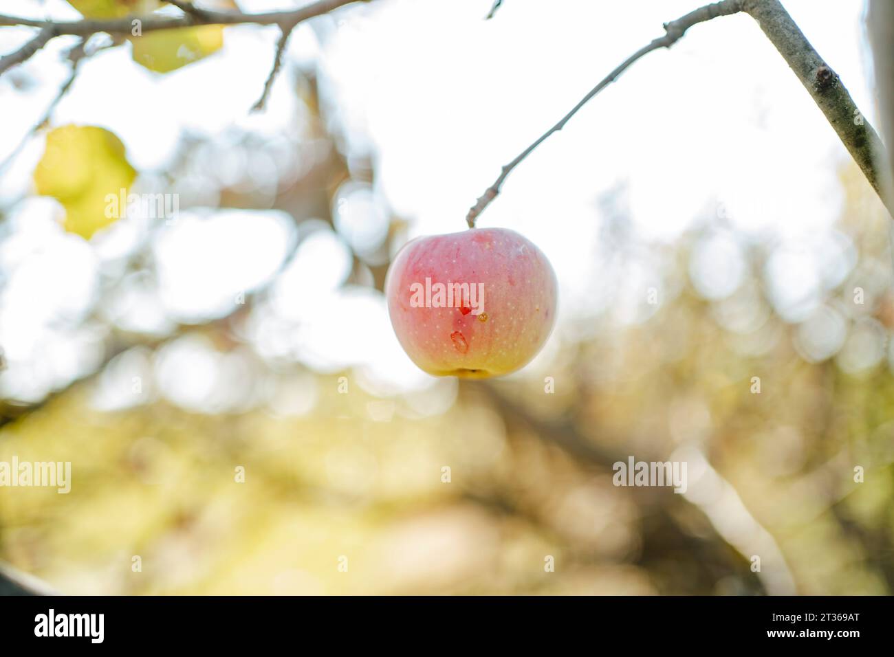 Mela rossa appesa al ramo nel frutteto Foto Stock