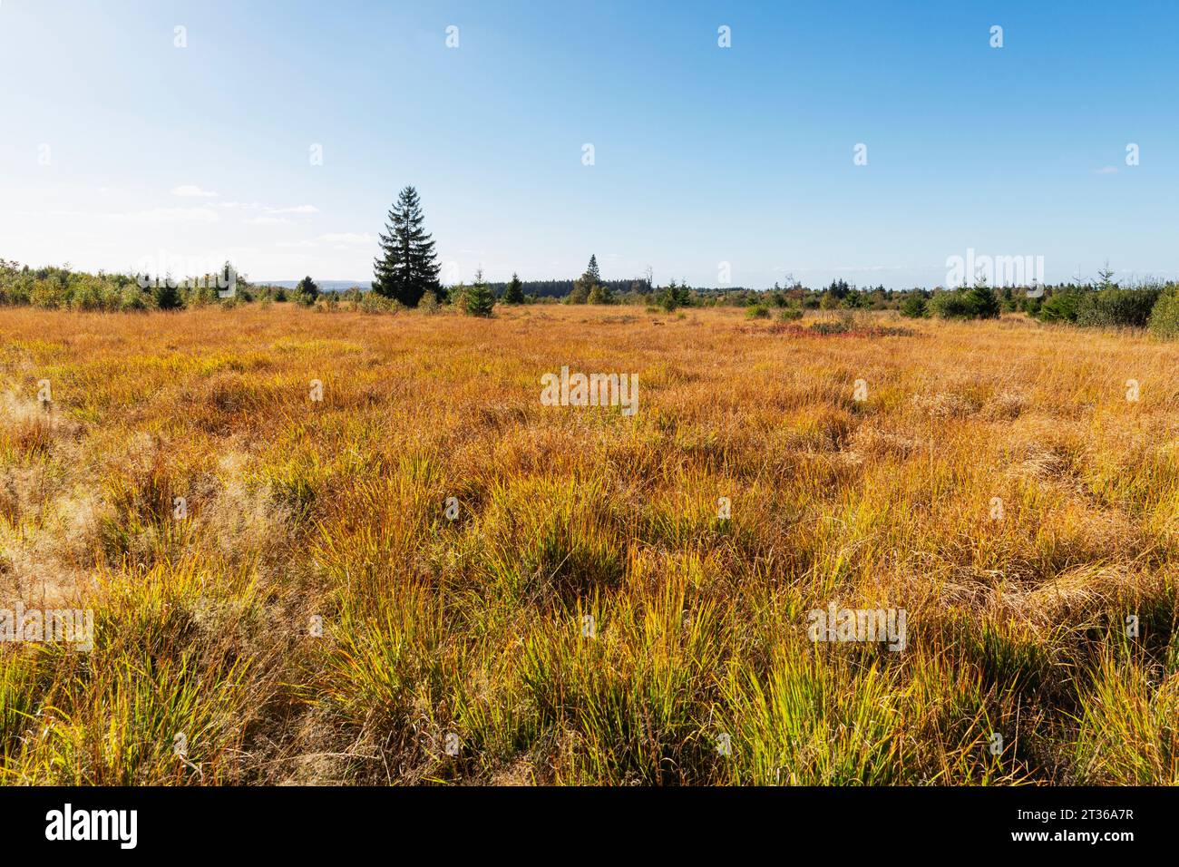 Belgio, provincia di Liegi, erba autunnale ad alta Fens - Parco naturale Eifel Foto Stock