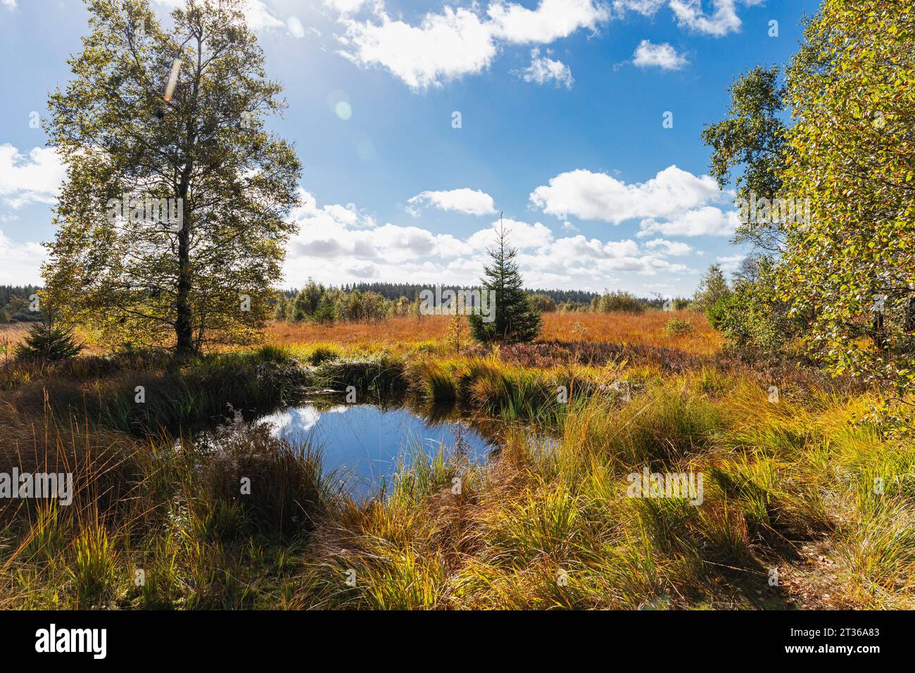 Belgio, provincia di Liegi, piccolo stagno ad alta Fens - Parco naturale Eifel Foto Stock