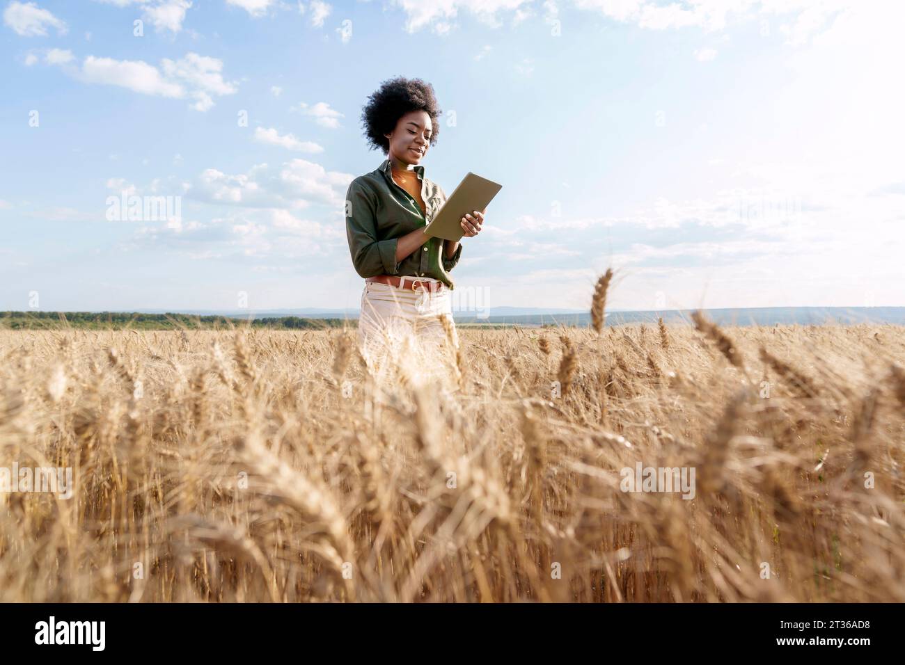 Giovane agricoltore afro che utilizza un tablet PC in un campo di orzo Foto Stock