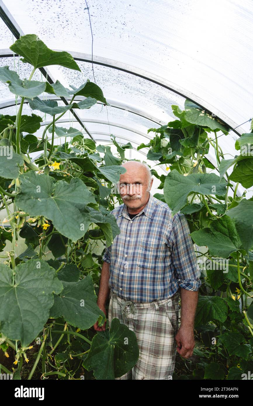 Uomo anziano in mezzo a piante di cetriolo in serra Foto Stock