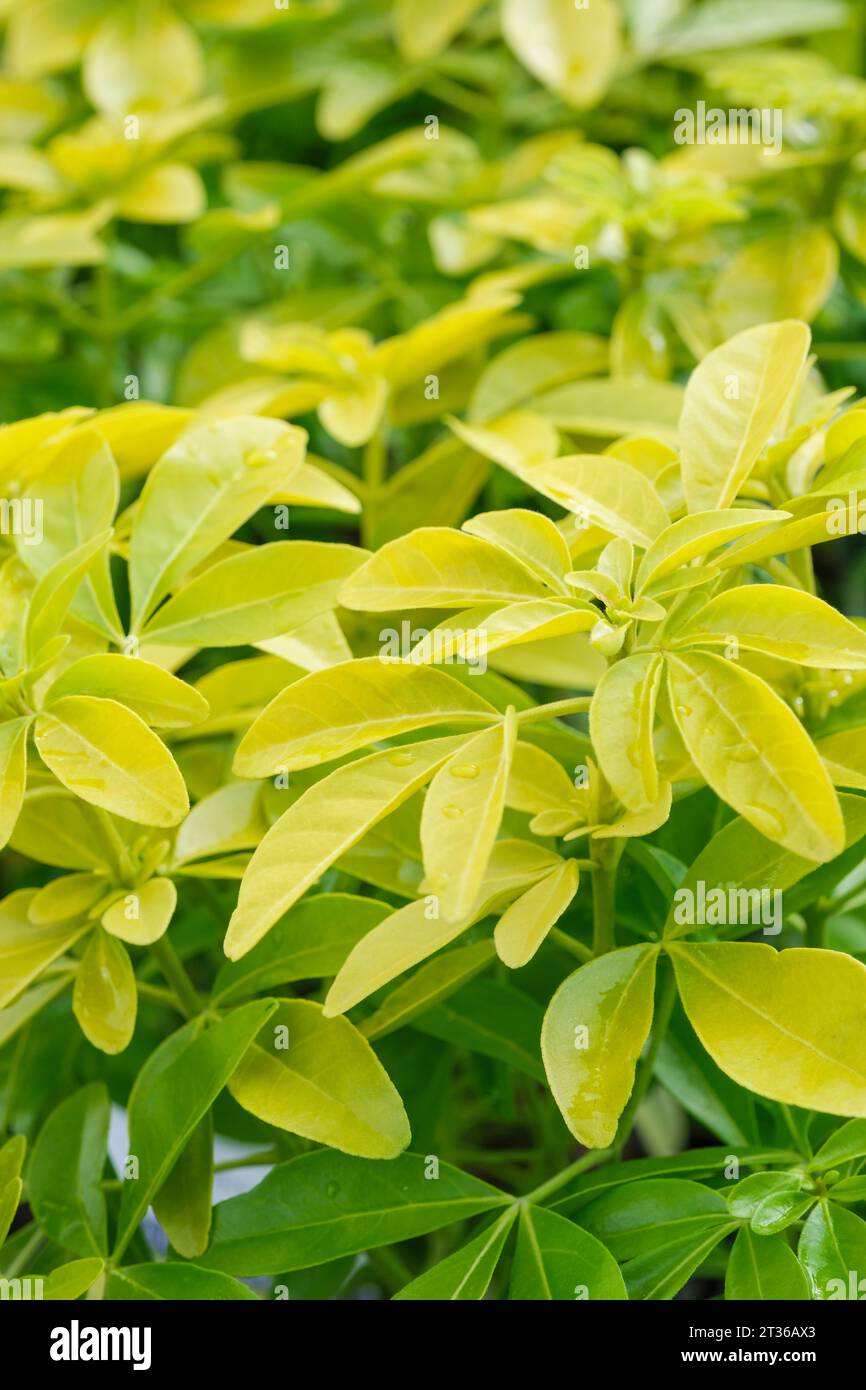 Choisya ternata Sundance, arbusto sempreverde, giallo-verde, fogliame lucido Foto Stock