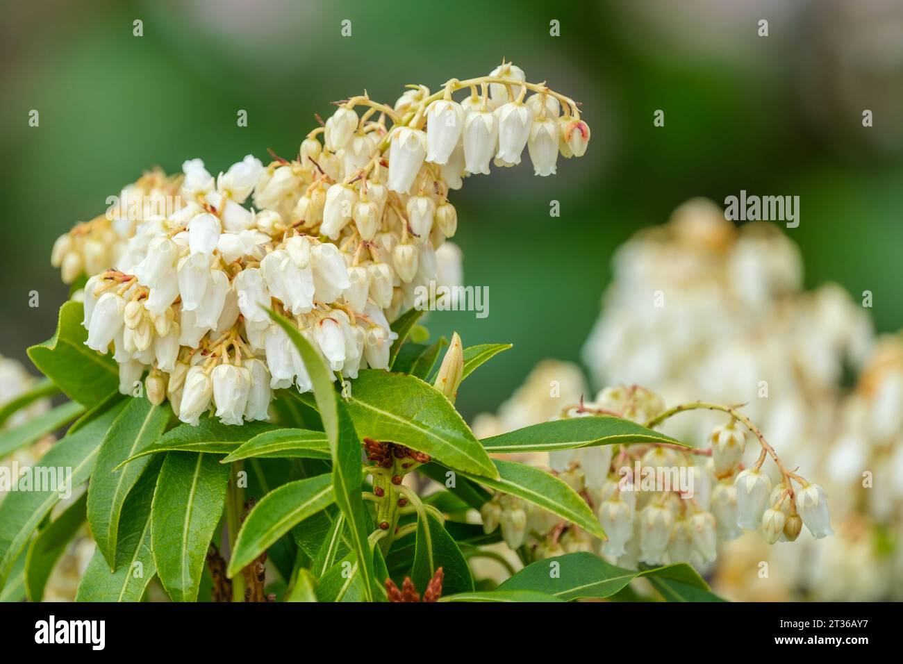 Pieris Flaming Silver, Pieris japonica Flaming Silver, piccoli fiori bianchi cremosi a forma di campana in gruppi ramificati in primavera Foto Stock