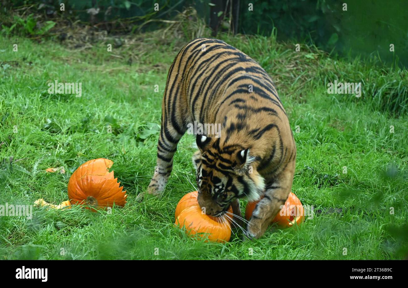 Le tigri di Sumatra, zac e Crispin seguono un sentiero profumato di cannella e noce moscata attraverso il territorio delle tigri , che porta la coppia ad una pila pietrificante di zucche giganti. I gatti a rischio di estinzione scavano i loro artigli nelle loro delizie di Halloween per la colazione, Foto Stock