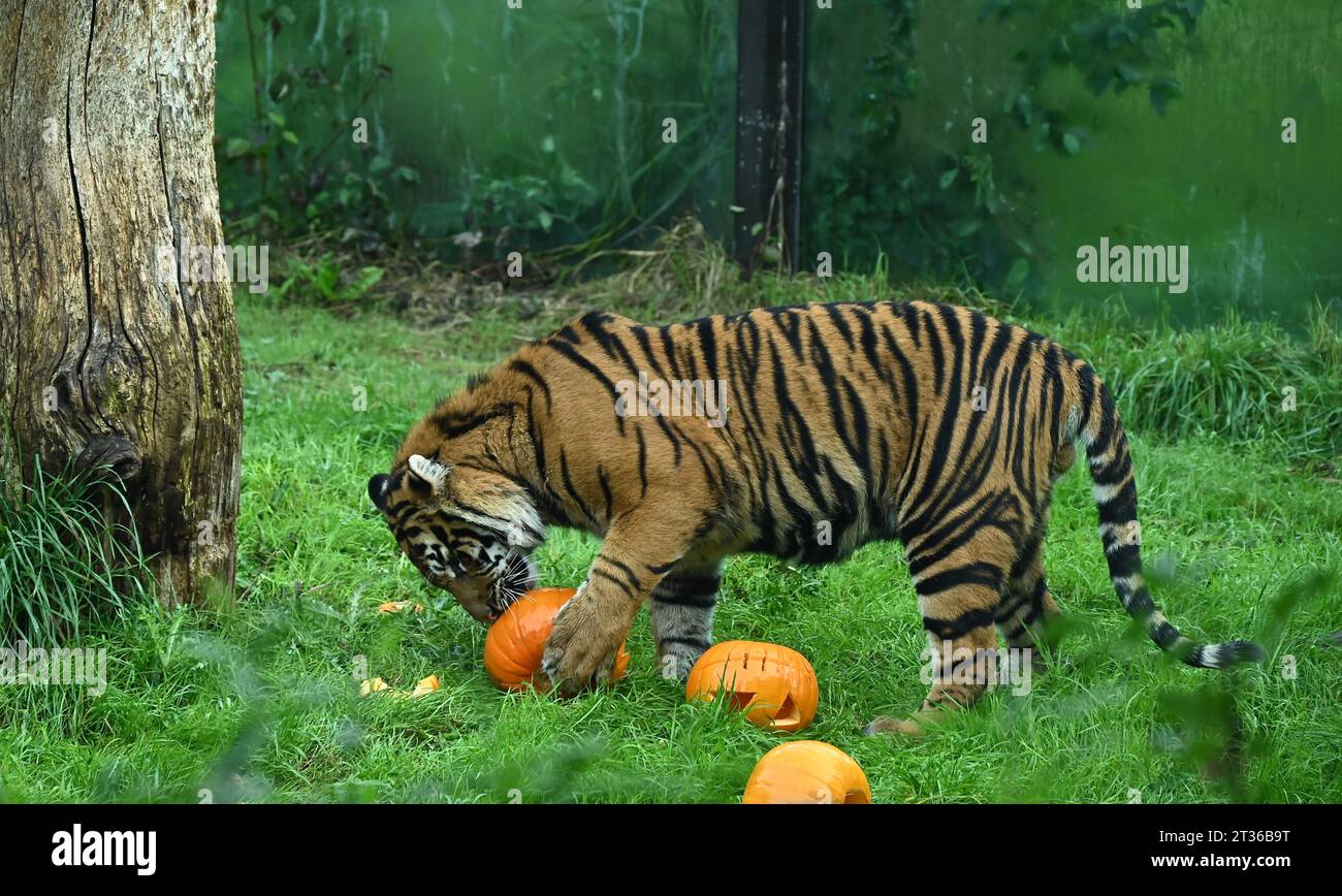 Le tigri di Sumatra, zac e Crispin seguono un sentiero profumato di cannella e noce moscata attraverso il territorio delle tigri , che porta la coppia ad una pila pietrificante di zucche giganti. I gatti a rischio di estinzione scavano i loro artigli nelle loro delizie di Halloween per la colazione, Foto Stock