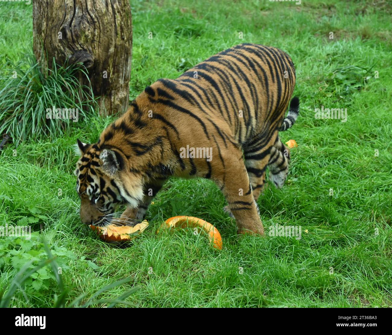 Le tigri di Sumatra, zac e Crispin seguono un sentiero profumato di cannella e noce moscata attraverso il territorio delle tigri , che porta la coppia ad una pila pietrificante di zucche giganti. I gatti a rischio di estinzione scavano i loro artigli nelle loro delizie di Halloween per la colazione, Foto Stock