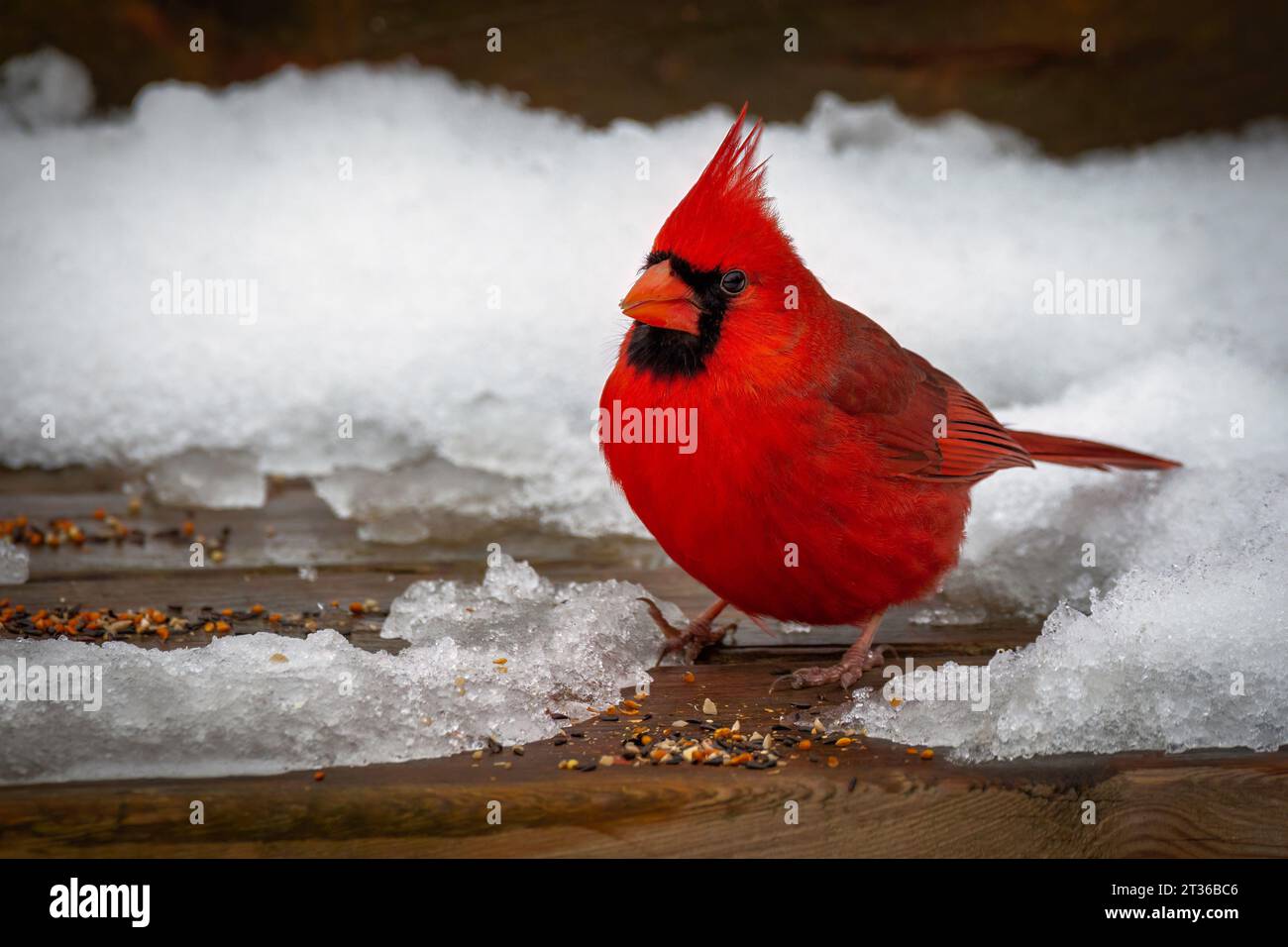 Cardinale maschio rosso ( Cardinalis cardinalis ) sul ponte coperto di neve e in cerca di semi di uccelli, di cibo per gli uccelli, di cibo per gli uccelli in inverno, Foto Stock