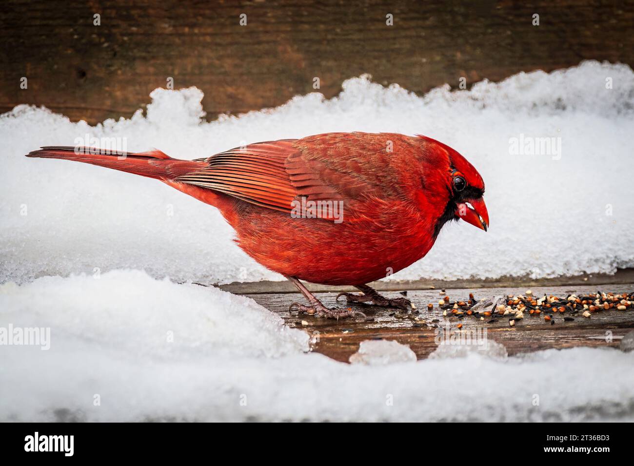 Cardinale del nord maschio rosso ( Cardinalis cardinalis ) mangiando semi di uccelli su un ponte in inverno Ontario, Canada Foto Stock