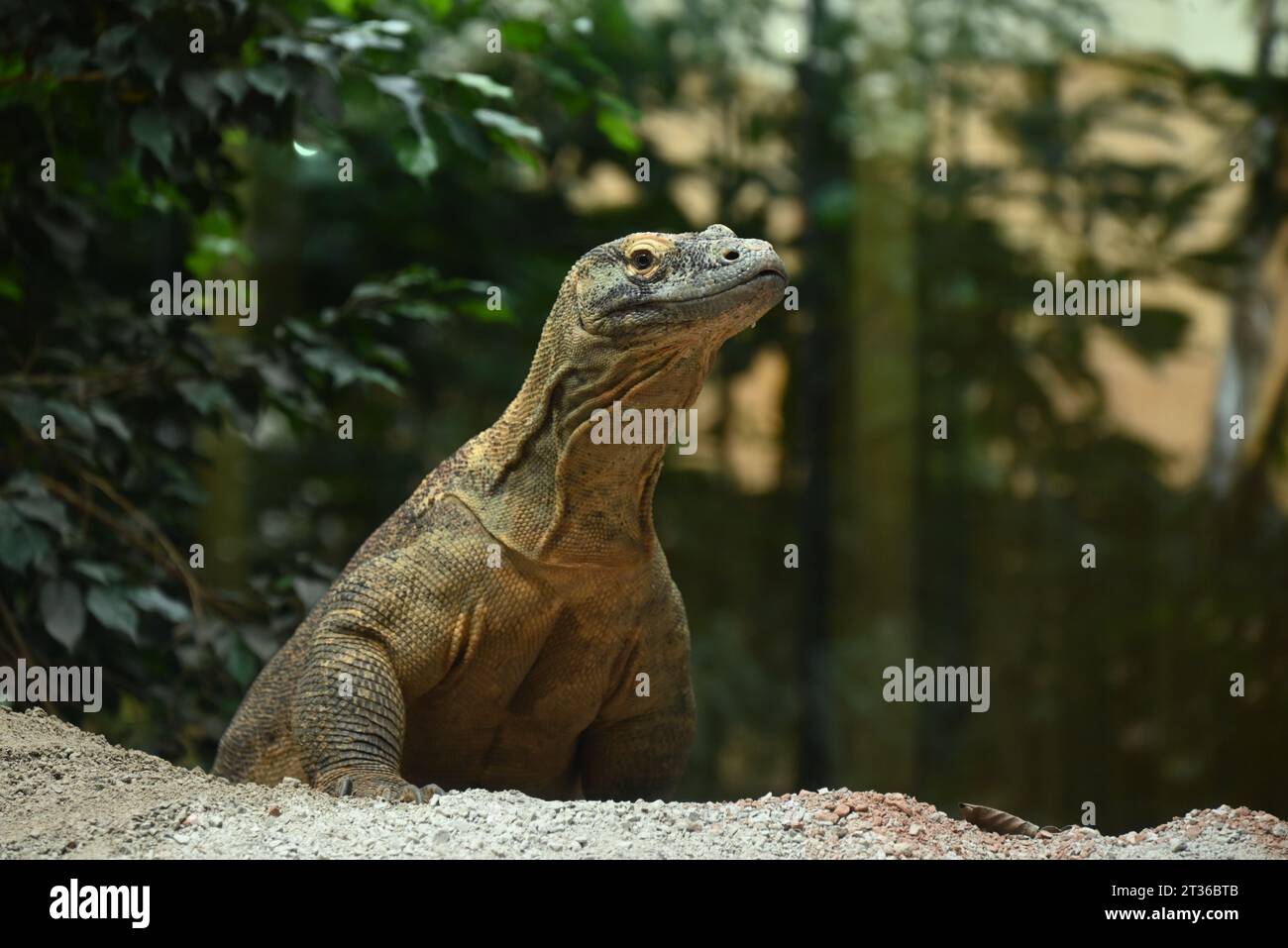 Il drago di Komodo Katheesi stringe i suoi 60 denti seghettati simili a squali intorno a una zucca ripiena di carne come delizia per la colazione di prima mattina ... Foto Stock