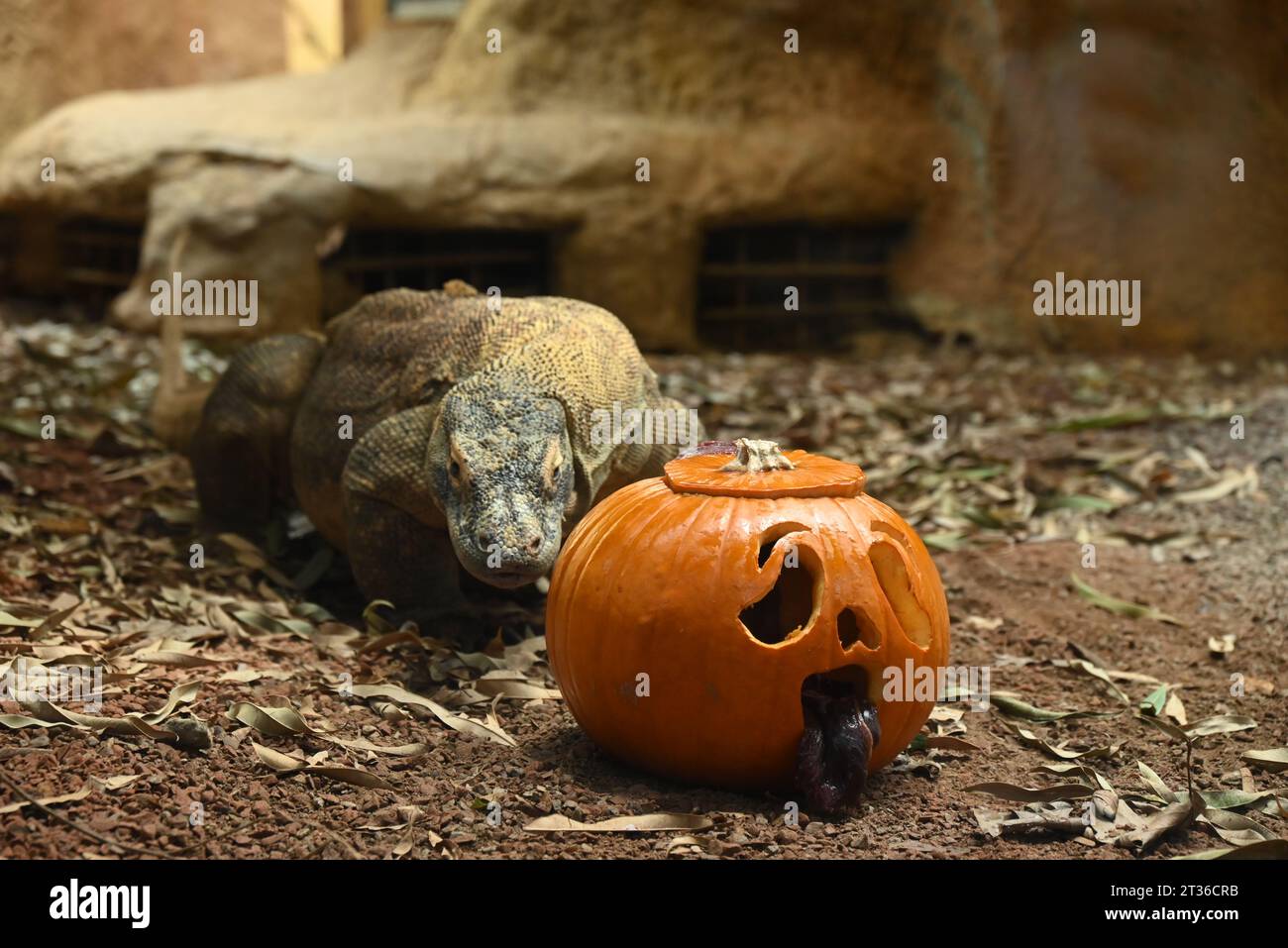 Il drago di Komodo Katheesi stringe i suoi 60 denti seghettati simili a squali intorno a una zucca ripiena di carne come delizia per la colazione di prima mattina ... Foto Stock